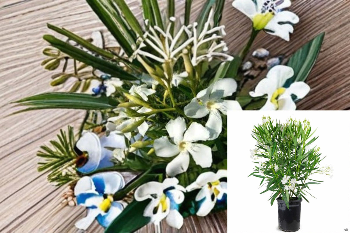 White Oleander Live Plant – Evergreen Shrub with White Flower Clusters – Nerium oleander ‘Sister Agnes’ for Hedges & Landscape