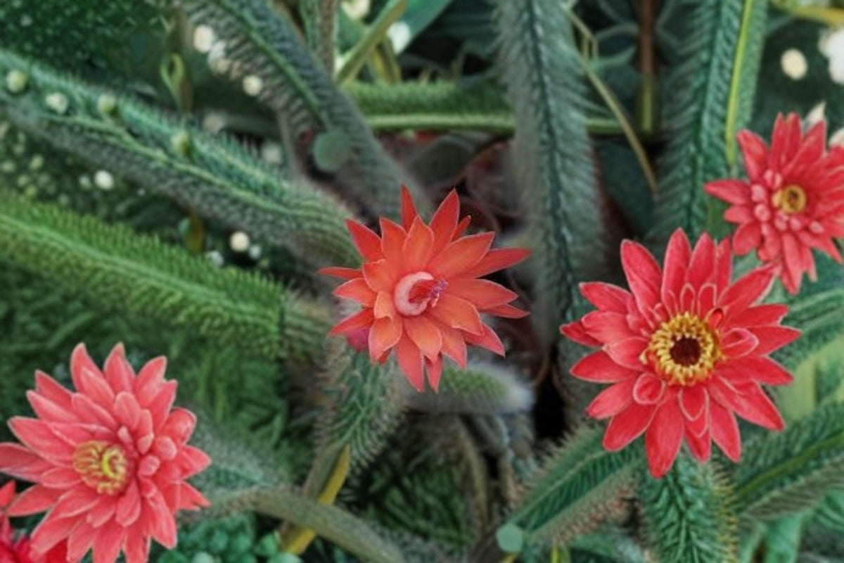 Hildewintera Mini Cactus Plant – Trailing Succulent in Containers – Hybrids, Drought Tolerant, Indoor & Hanging Display