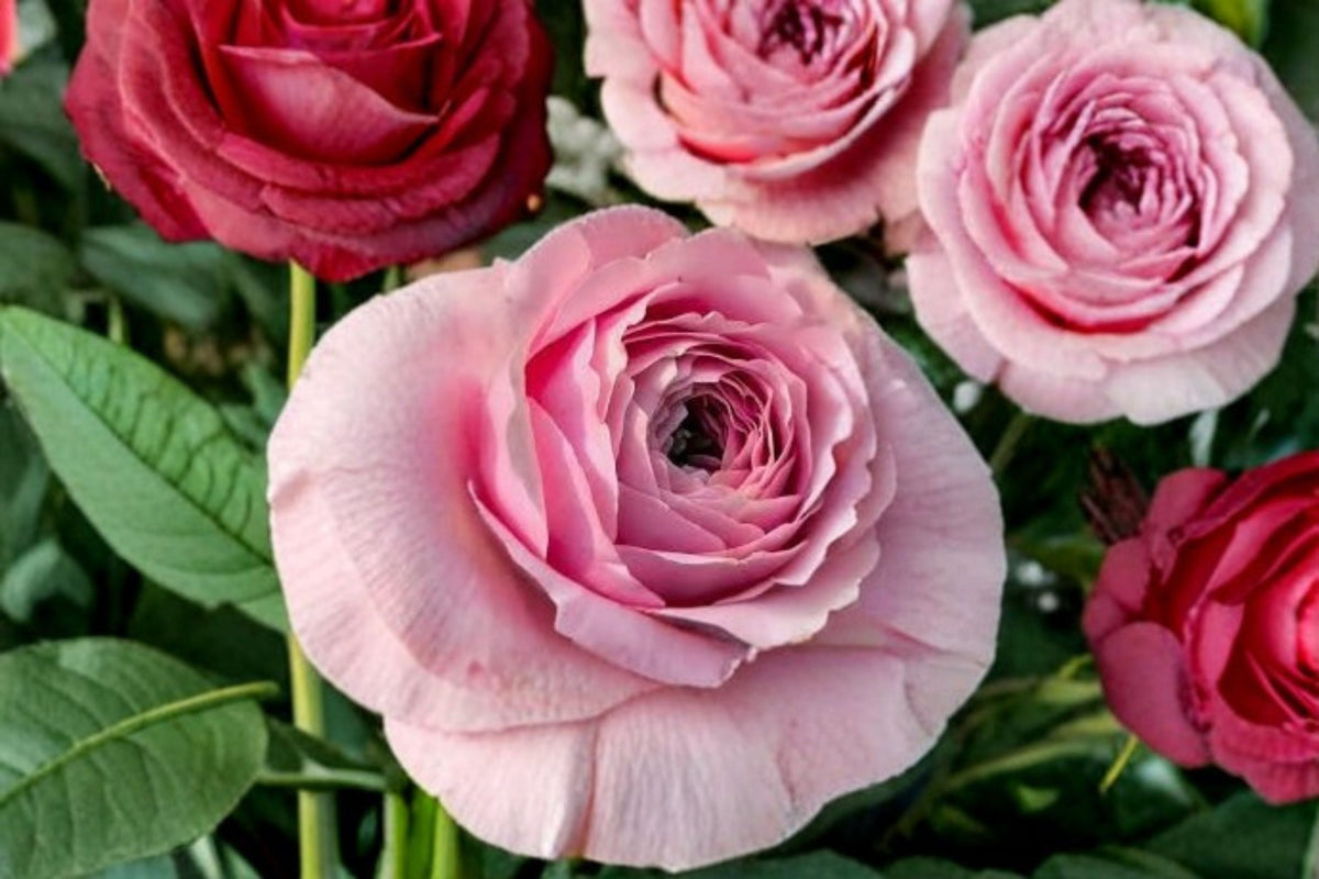 Peony Kiss Rose Live Plant – Ornamental Pink Rose Bush for Garden Beds & Containers – Rosa sp.