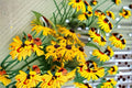 Black Eyed Susan Live Plant – Rudbeckia hirta, Yellow Daisy-Like Flowers, Full Sun, Pollinator & Garden Bed Perennial