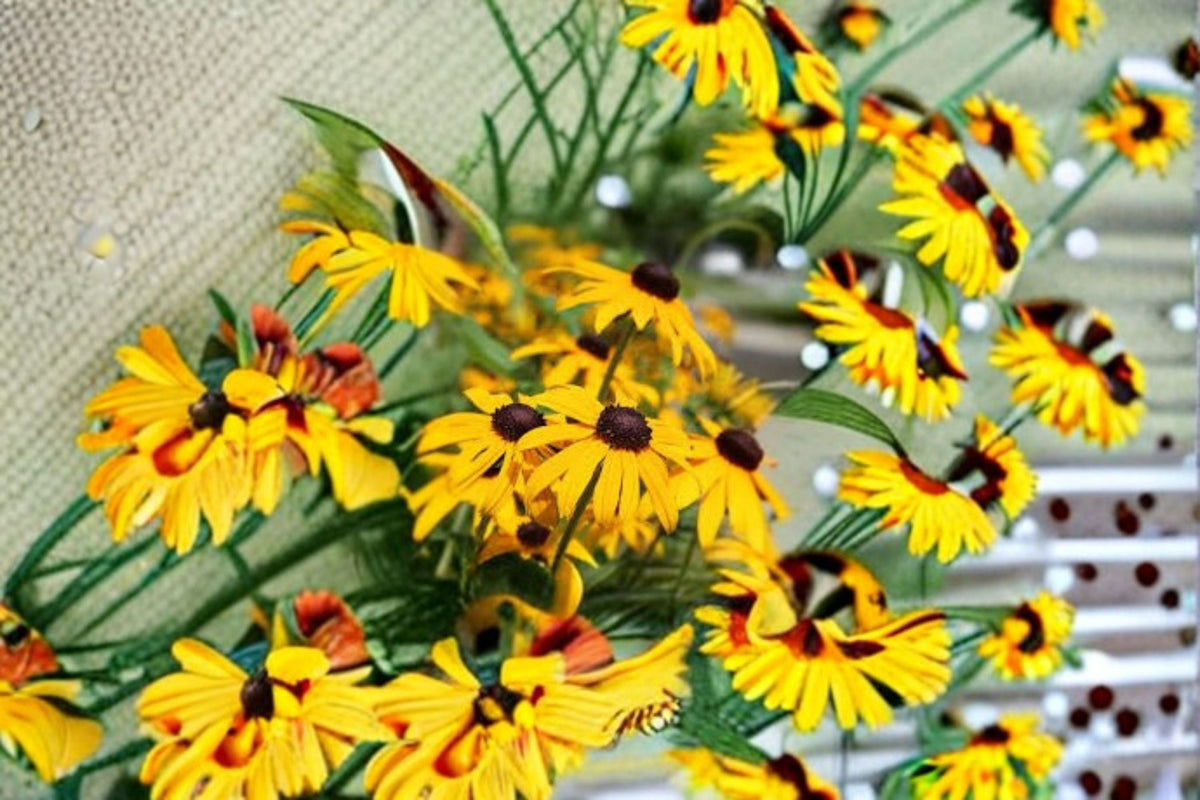 Black Eyed Susan Live Plant – Rudbeckia hirta, Yellow Daisy-Like Flowers, Full Sun, Pollinator & Garden Bed Perennial
