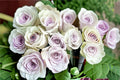 Silver Light Rose Live Plant – Pale Lavender Fragrant French Hybrid Rosa | Garden, Border, Container