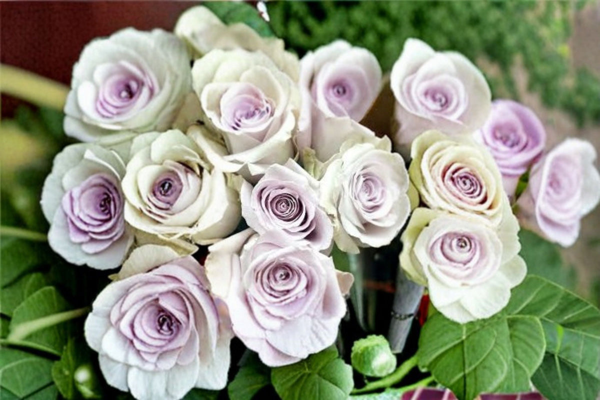 Silver Light Rose Live Plant – Pale Lavender Fragrant French Hybrid Rosa | Garden, Border, Container