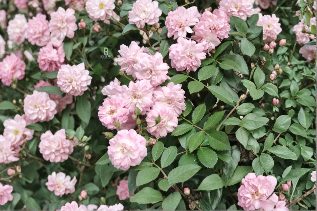 Climbing Rose Plant Soft Pink Double Blooms Own Root Garden Climber Fragrant Rosa brise parfum