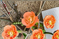 Cameo Flowering Quince Live Plant – 3.5 Inch Pot – Ornamental Shrub with Pink Blossoms – Chaenomeles speciosa 'Cameo'