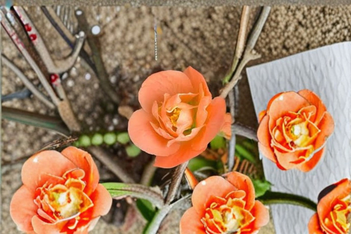 Cameo Flowering Quince Live Plant – 3.5 Inch Pot – Ornamental Shrub with Pink Blossoms – Chaenomeles speciosa 'Cameo'