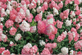 Vanilla Strawberry Hydrangea Cuttings – Hydrangea paniculata, Flowering Shrub, Pink & White Blooms, Garden & Landscape Plant