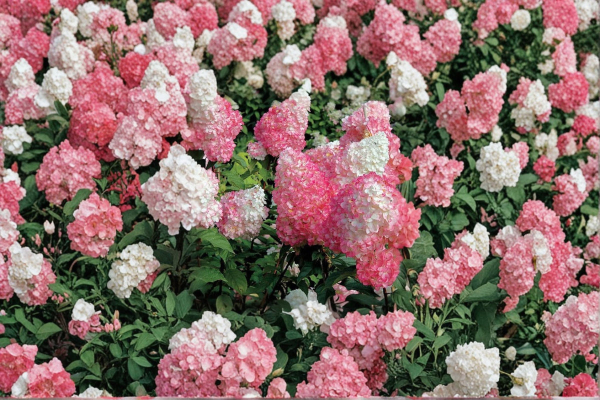Vanilla Strawberry Hydrangea Cuttings – Hydrangea paniculata, Flowering Shrub, Pink & White Blooms, Garden & Landscape Plant
