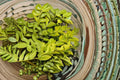 Golden Vicary Privet Live Plant – Ligustrum x vicaryi – Deciduous Shrub for Hedges & Borders