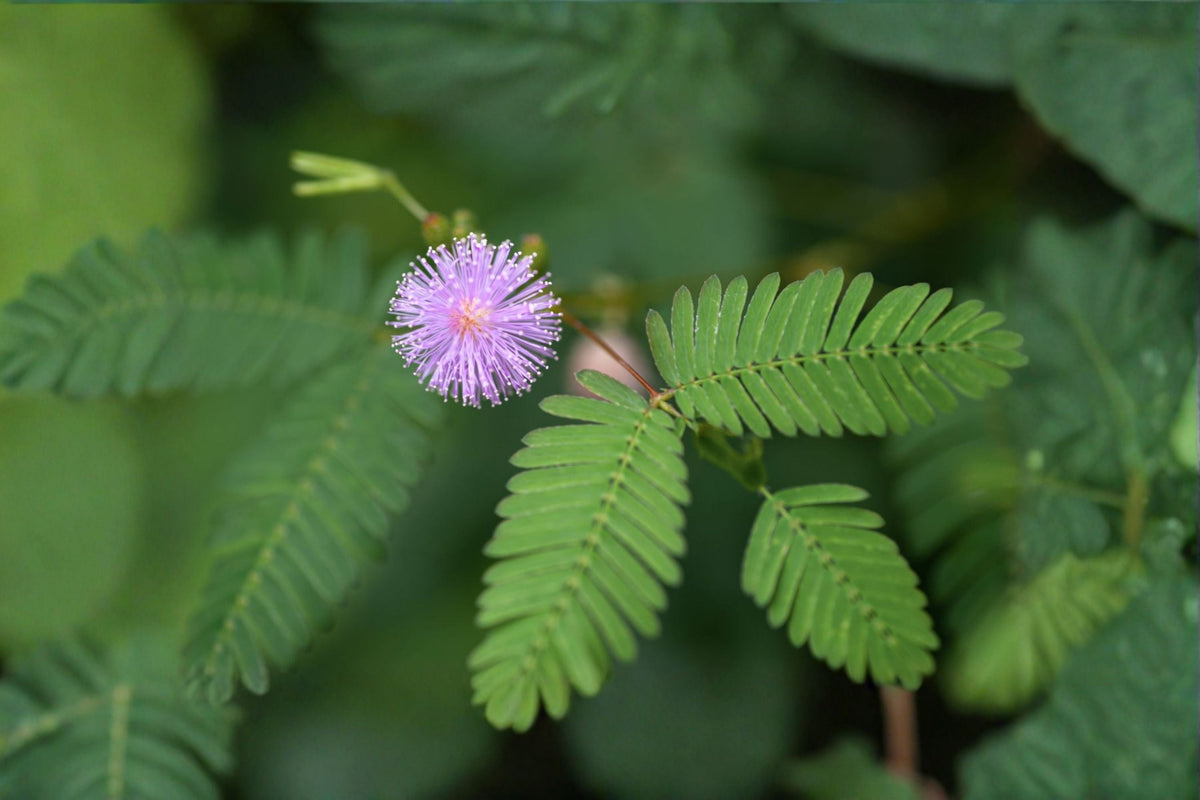 Sensitive Plant Live Plant – Mimosa pudica 4-Inch Pot, Touch-Responsive Fern-Like Foliage, Pink Flowers, Tropical Perennial