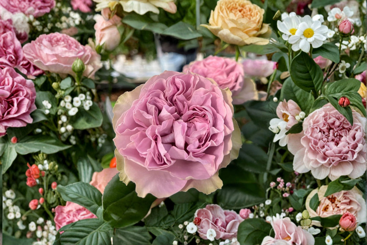 Live Pink Garden Rose Plant – Lilla Villa Rose Rosa hybrid for Borders, Containers & Floral Arrangements