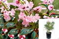 Petite Pink Oleander Plant – Compact Evergreen Shrub with Light Pink Flowers – Nerium oleander ‘Petite Pink’