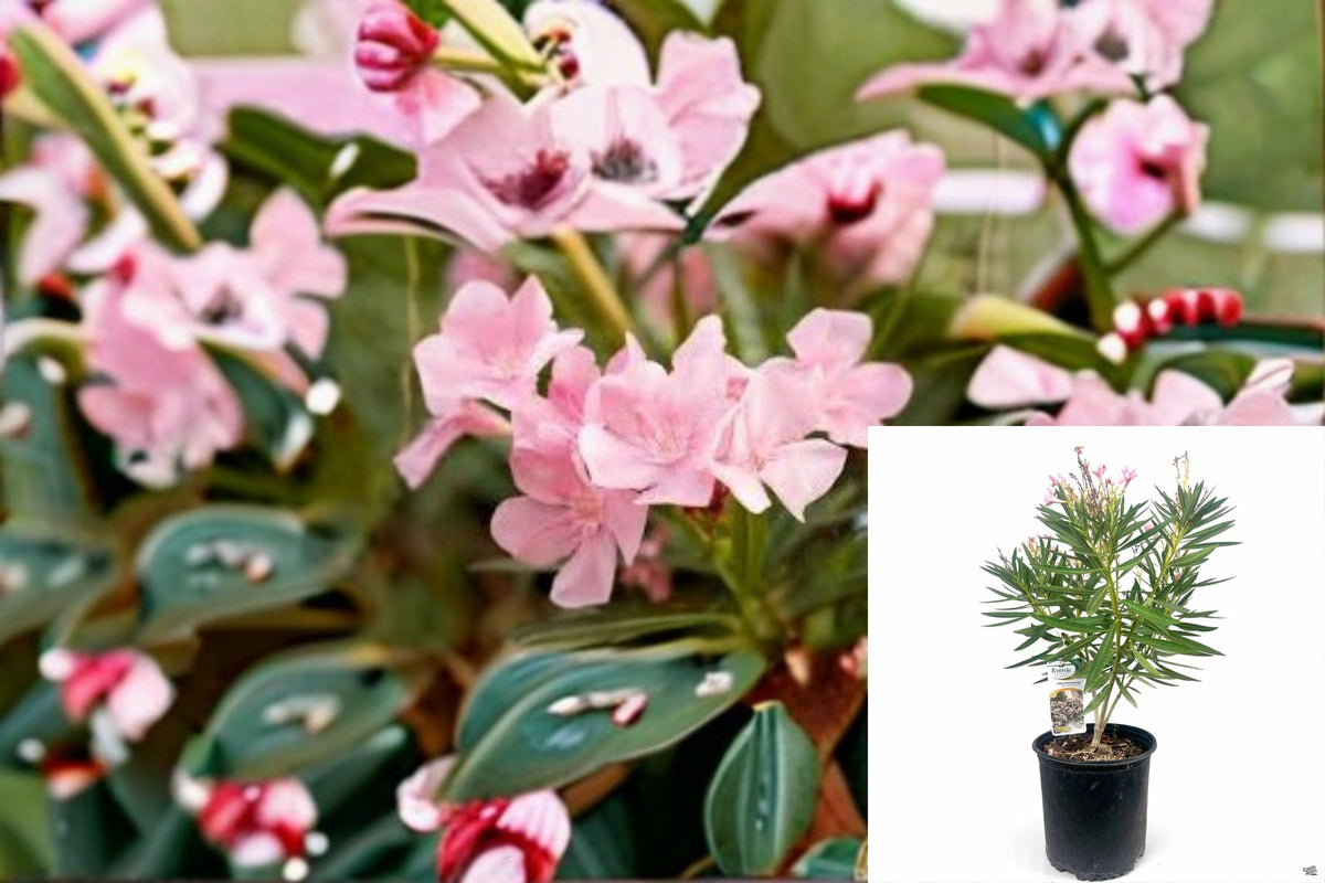 Petite Pink Oleander Plant – Compact Evergreen Shrub with Light Pink Flowers – Nerium oleander ‘Petite Pink’