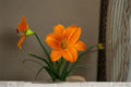 Orange Vols Daylily Live Plant – Bare Root Perennial Flower, Vibrant Orange Blooms, Hemerocallis hybrid, Easy-Care Garden Flower