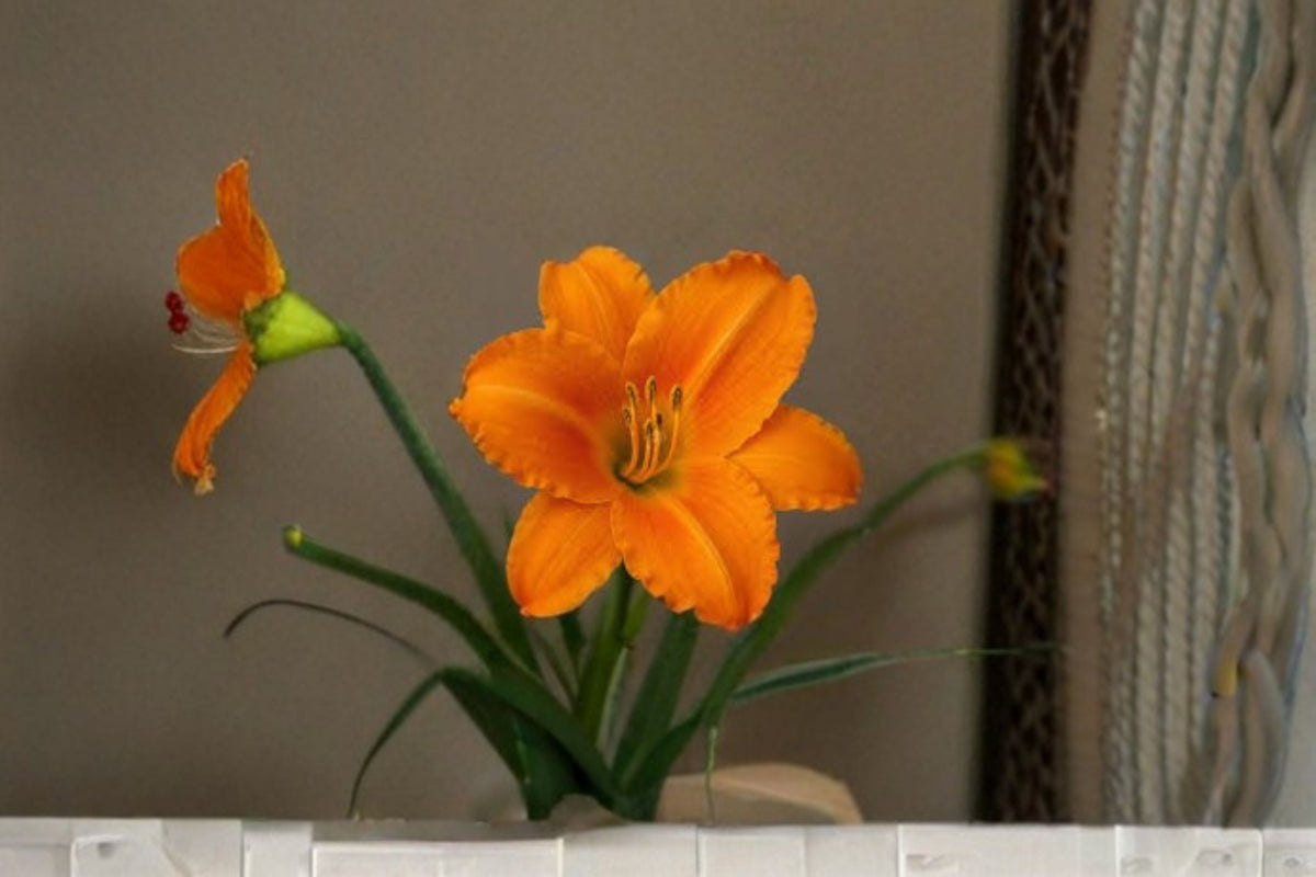 Orange Vols Daylily Live Plant – Bare Root Perennial Flower, Vibrant Orange Blooms, Hemerocallis hybrid, Easy-Care Garden Flower