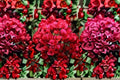 Crimson Bougainvillea Cutting – Bougainvillea spectabilis – Climbing Flowering Vine for Garden & Landscape