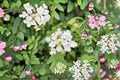 Live Trailing White Lantana Plants – 4–6 Inch Ornamental Flowering Shrubs – Lantana camara