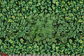 Hot & Spicy Oregano Live Plant | Culinary Herb for Gardens & Containers | Origanum vulgare