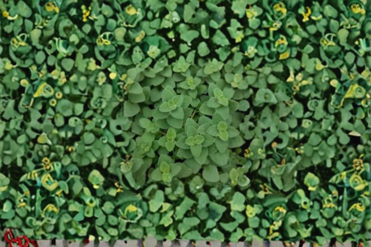 Hot & Spicy Oregano Live Plant | Culinary Herb for Gardens & Containers | Origanum vulgare