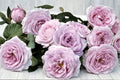 Silver Lining Own Root Rose Plant – Silvery Gray Blooms, High-Centered Flowers, Repeat Blooming, Garden, Patio, Floral Arrangement