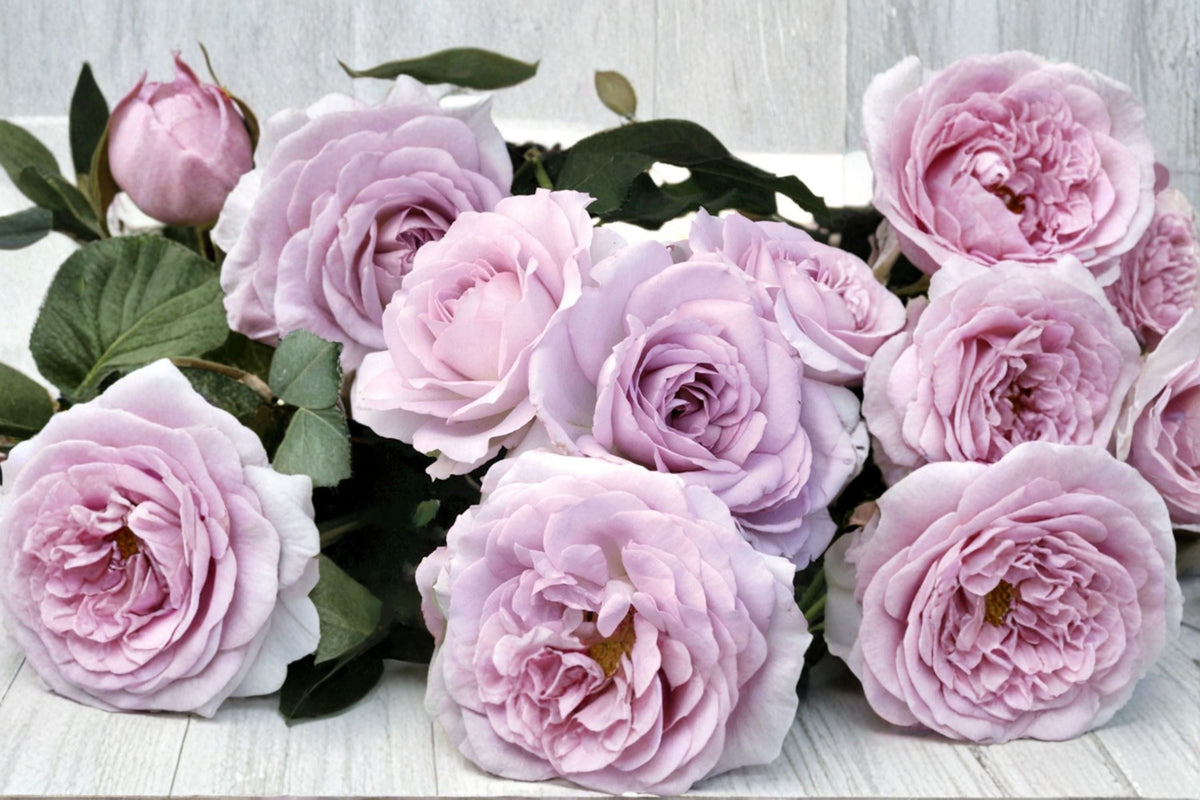 Silver Lining Own Root Rose Plant – Silvery Gray Blooms, High-Centered Flowers, Repeat Blooming, Garden, Patio, Floral Arrangement