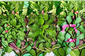 Live Broadleaf Plantain Clump – Edible Perennial Herb Plantago major for Herb Gardens & Ground Cover