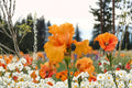Coup de Soleil Iris Live Plant – Orange Bearded Iris Perennial – Fragrant Vivid Orange Blooms – Iris germanica