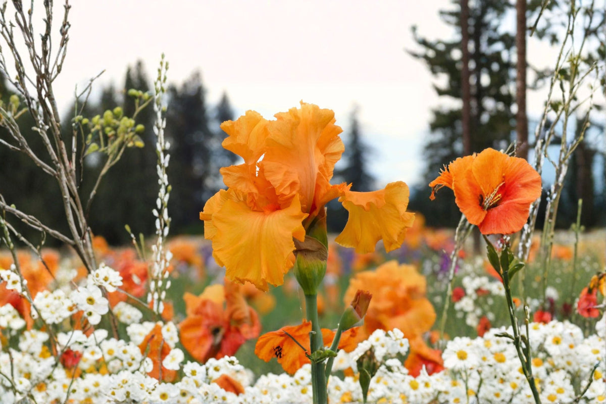 Coup de Soleil Iris Live Plant – Orange Bearded Iris Perennial – Fragrant Vivid Orange Blooms – Iris germanica