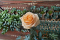 Peach Avalanche Rose Live Plant – Own Root Cut Flowering Shrub with Peach Blooms, Rosa hybrid