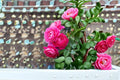 PowerPuff Pink Rose Live Plant – 1.5 Gal Pink Floribunda Rose Rosa 'PowerPuff Pink' Compact, Fragrant, Disease-Resistant