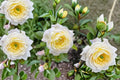 Amnesty International Rose Live Plant – Fragrant Repeat Blooming Cut Rose – Rosa hybrid for Garden, Patio & Landscape