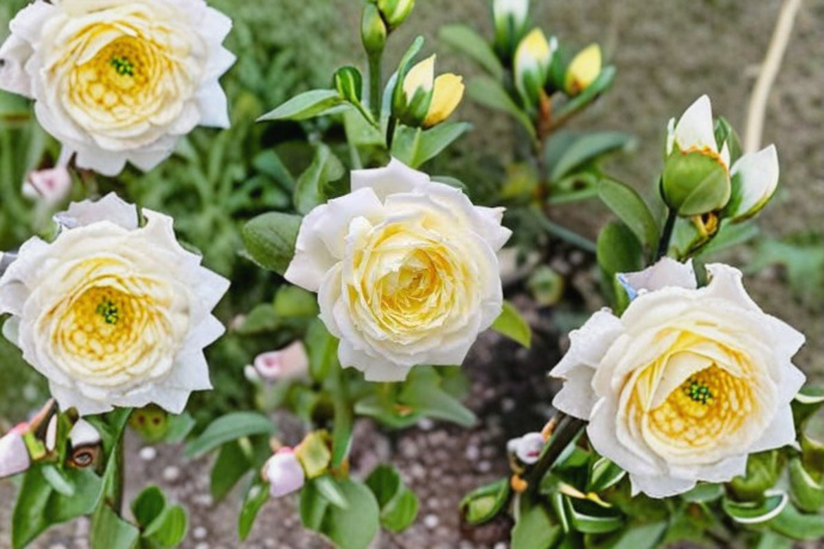 Amnesty International Rose Live Plant – Fragrant Repeat Blooming Cut Rose – Rosa hybrid for Garden, Patio & Landscape