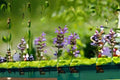 Common Sage Live Plant in 2.5-Inch Nursery Cube, Salvia officinalis, Aromatic Culinary Herb, Perennial, Drought Tolerant