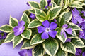 Variegated Vinca Major Plant – Trailing Groundcover with Blue Flowers – Vinca major, Perennial Foliage Plant
