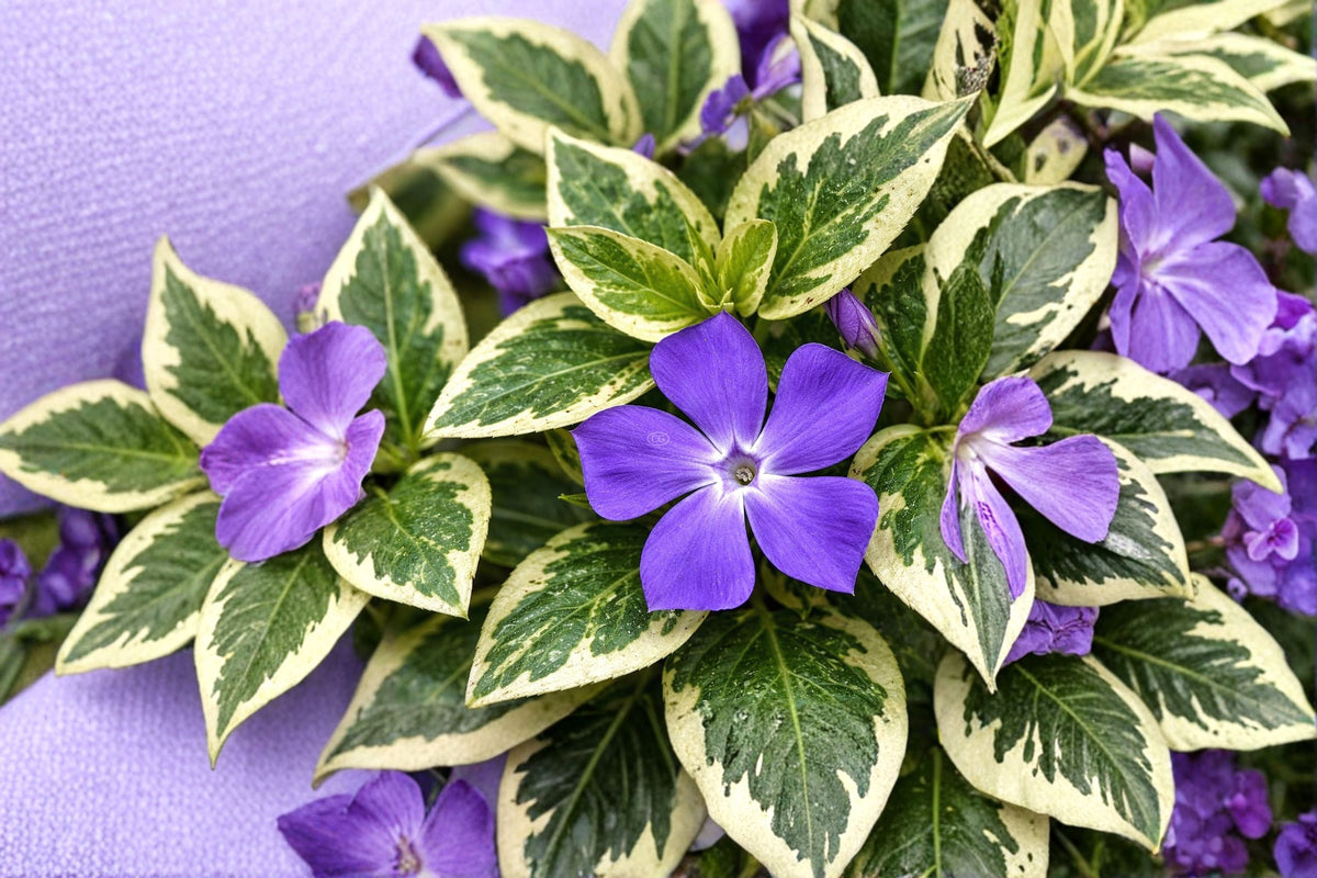 Variegated Vinca Major Plant – Trailing Groundcover with Blue Flowers – Vinca major, Perennial Foliage Plant