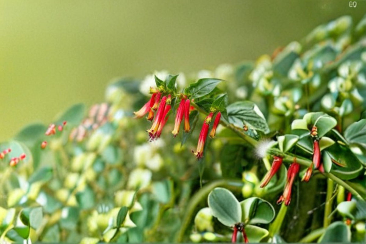 Live Shrub Plant – Scarlet Flowers, Hummingbird & Pollinator Attracting – Russelia equisetiformis