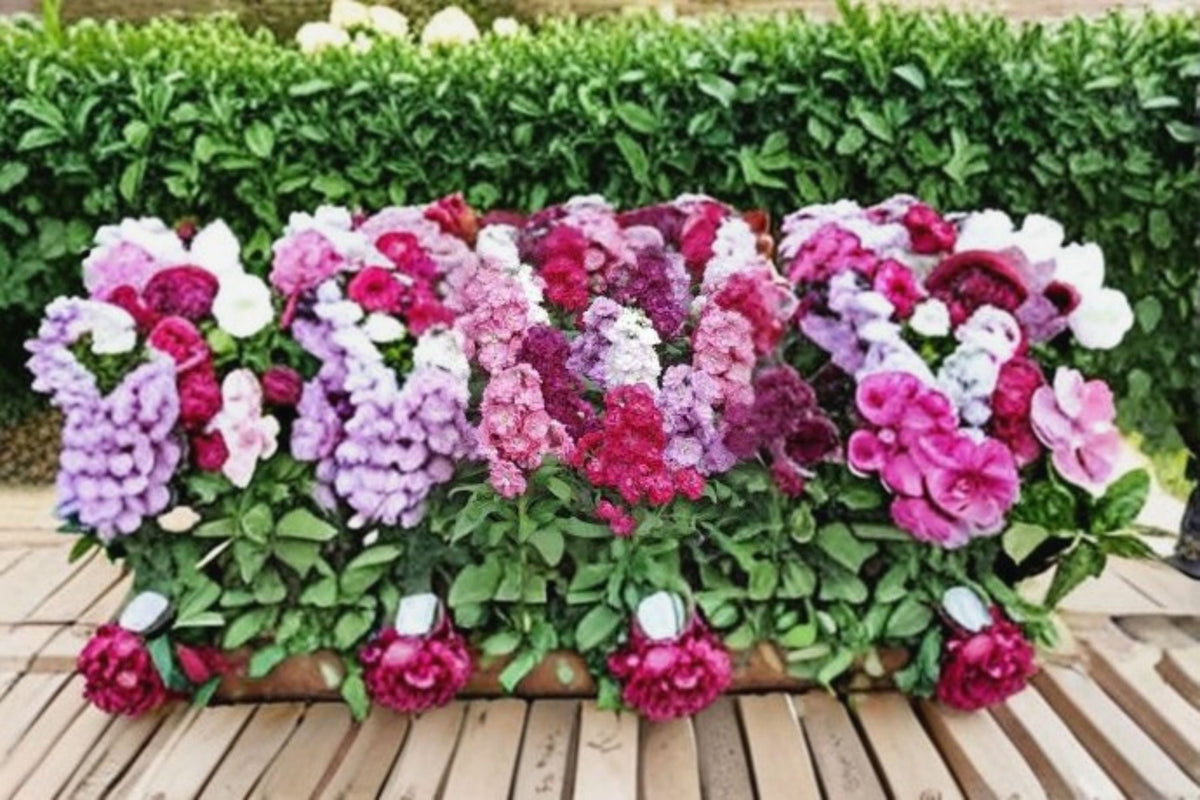 Stock Flower Plant | Matthiola incana | Fragrant Cool-Season Flower for Garden Beds & Containers