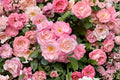 Sakuragasumi CL Climbing Rose Live Plant – Pink Japanese Rose for Trellises & Fences – Repeat Blooming Garden Climber – Rosa spp.