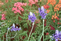 Fernleaf Lavender Plant | Fragrant Lavandula pinnata | Drought Tolerant, Ornamental Herb, Container & Garden Use