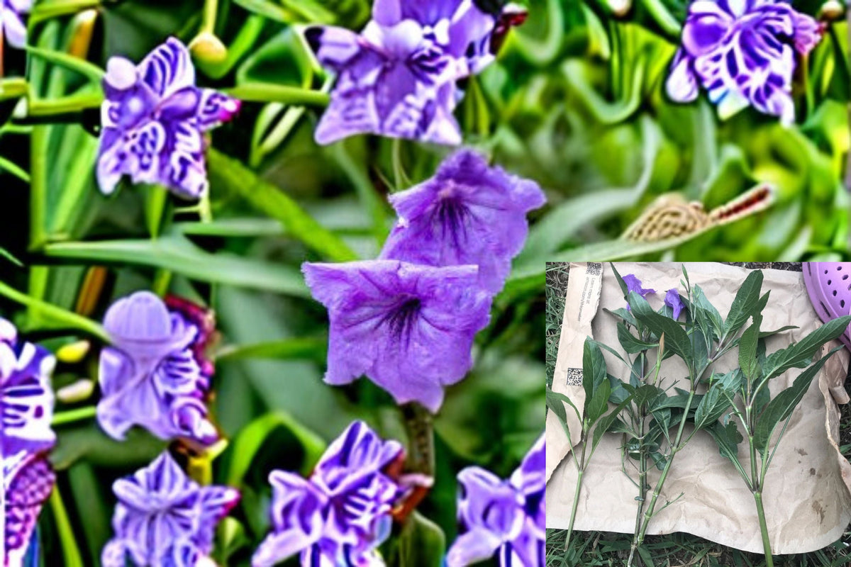 Mexican Petunia Cuttings – Ruellia simplex – Purple Flowering Perennial Plant for Garden and Landscape