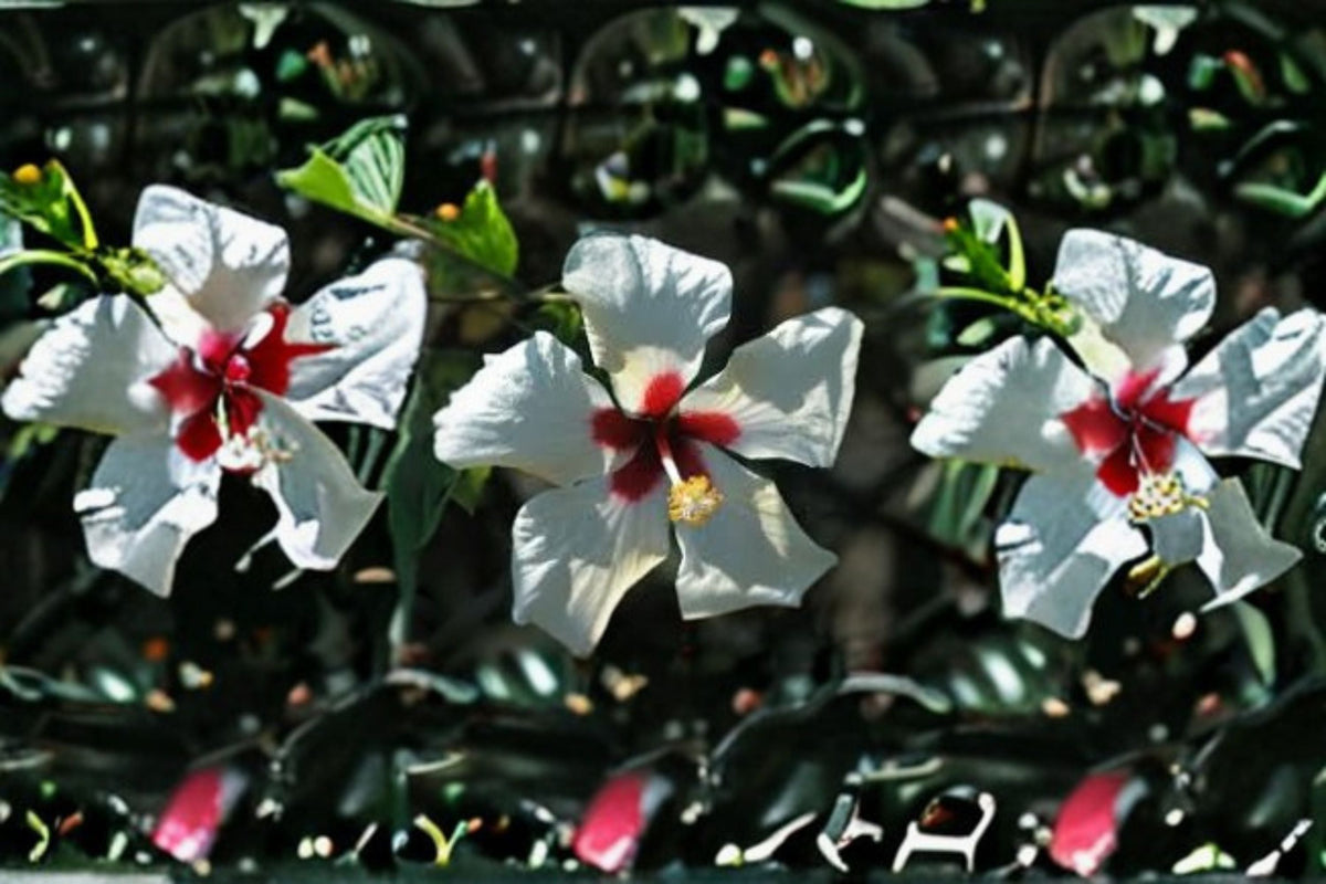 White Wing Hibiscus Plant – Tropical Evergreen Shrub with White Flowers and Red Centers – Hibiscus rosa-sinensis