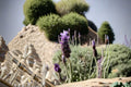 Goodwin Creek Lavender Plants | 2, 4, or 6 Starter Lavandula x ginginsii ‘Goodwin Creek Grey’ | Aromatic, Drought Tolerant, Full Sun Perennial Herb
