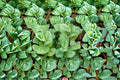 Apple Mint Cuttings - Mentha suaveolens Herb Garden Plant for Containers and Outdoors
