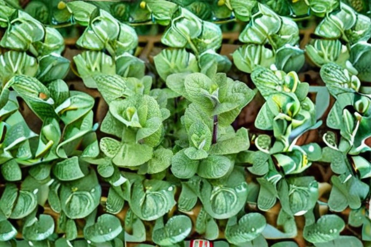 Apple Mint Cuttings - Mentha suaveolens Herb Garden Plant for Containers and Outdoors