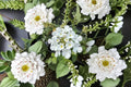 Trailing White Lantana Plant – Evergreen Groundcover with White Flowers – Lantana montevidensis ‘Alba’
