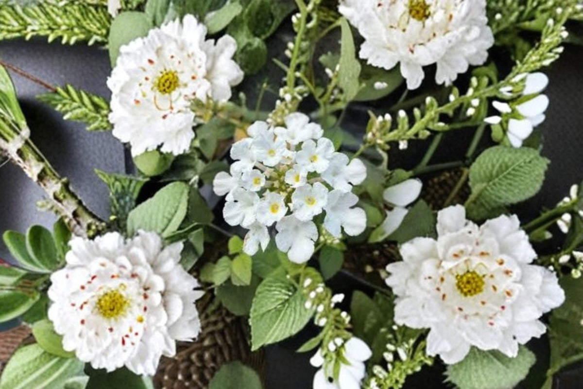 Trailing White Lantana Plant – Evergreen Groundcover with White Flowers – Lantana montevidensis ‘Alba’