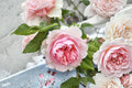 Live Pink Rose Plant – Monique Darve Hybrid Garden Rose for Borders & Containers