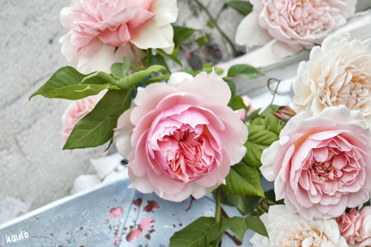 Live Pink Rose Plant – Monique Darve Hybrid Garden Rose for Borders & Containers