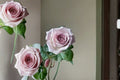 Live Lavender Pink Rose Plant – Bounty Way Rosa Hybrid for Garden, Floral Arrangements & Containers