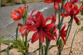 Red Amaryllis Bulbs – Live Hippeastrum Red Flowering Bulbs for Indoor & Outdoor Gardens